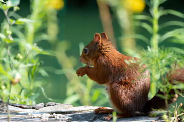 Eichhörnchen 