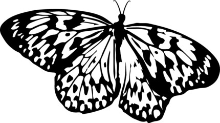 butterfly vector illustration