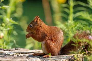 Eichhörnchen 