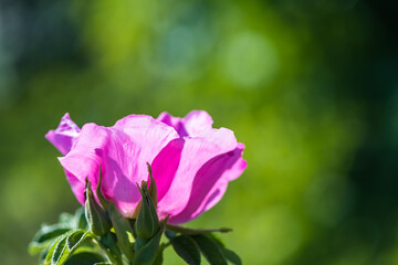 beautiful pink rosehip flower on grass background © iloli