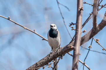 White Wagtail (Motacilla alba) in Central Russia