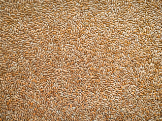 Ripe peeled wheat grains. Texture with even lighting.