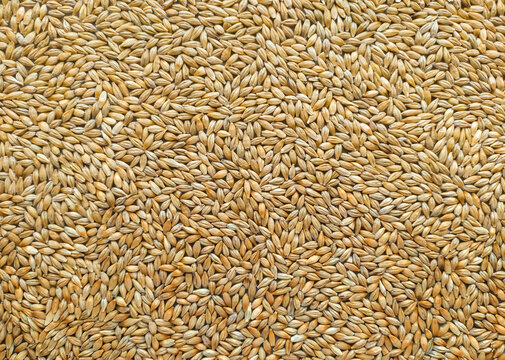 Ripe peeled barley grains.  Texture with even lighting.