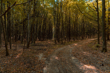 autumn forest September scenic view without people and with dirt trail path