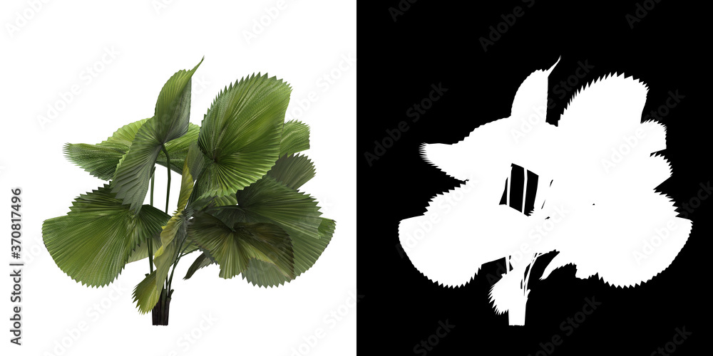 Canvas Prints left view of tree (licuala peltata) png with alpha channel to cutout 3d rendering. for forest and na