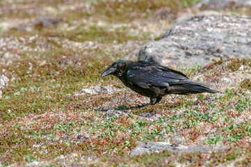 Raven (Corvus corax) at Chowiet Island, Semidi Islands, Alaska, USA