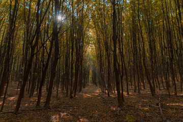 Obraz premium autumn season forest nature scenery landscape environment space symmetry path way between high trees and sun light foliage