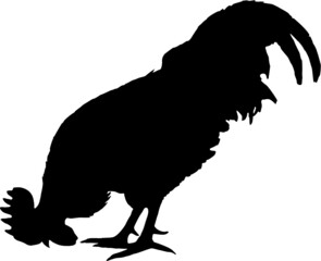 Rooster Silhouette
Silhouette of a rooster on white background
