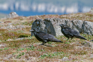 Raven (Corvus corax) at Chowiet Island, Semidi Islands, Alaska, USA