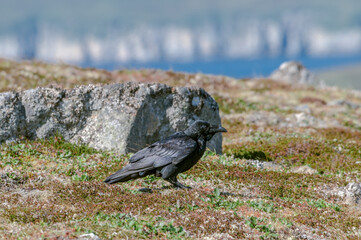 Raven (Corvus corax) at Chowiet Island, Semidi Islands, Alaska, USA
