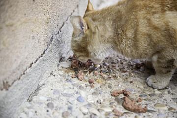 Abandoned  cat eating