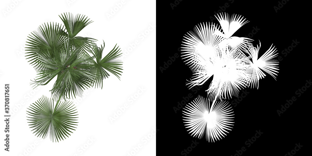 Wall mural top view of tree (sabal palmetto) png with alpha channel to cutout 3d rendering. for forest and natu