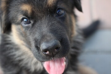 german shepherd dog