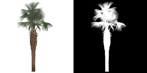 Front view of tree (Sabal Palmetto) png with alpha channel to cutout 3D rendering. For forest and nature compositing.	