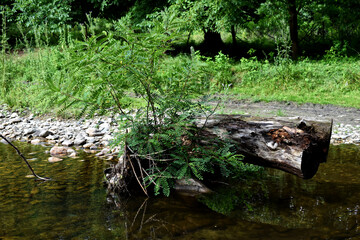 small river in the forest