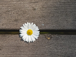 Small white flower on a wooden table