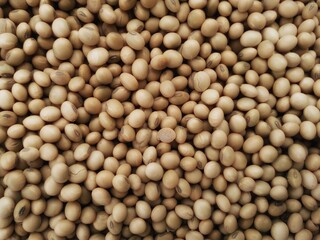 Brown Bean organic,Macro shot