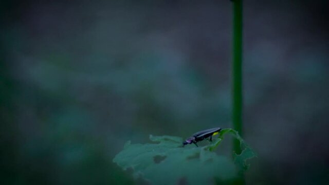 firefly bioluminescence at night forest