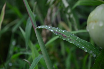 drops of dew on the grass