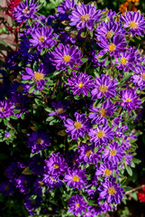 China Acter (Callistephus chinensis) in garden