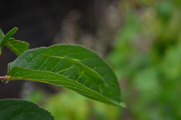 close up of green leaves