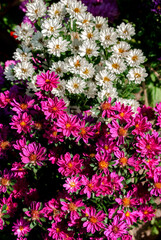 China Acter (Callistephus chinensis) in garden