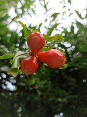 Pomegranate flower