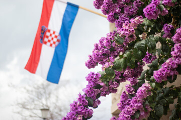 Croatian flag on a pole waving on the wind, beautiful pink flowers in the foreground. Celebrating...