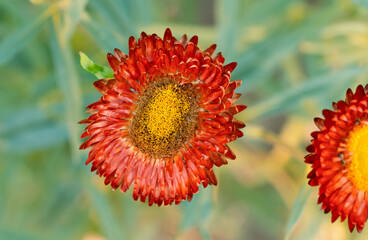 Beautiful flower of golden everlasting.  Xerochrysum bracteatum or strawflower. Place for text. Top view.