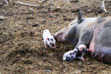 Drei (kleine) Schweinchen