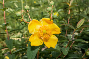 Goldencup St. John's Wort (Hypericum patulum) in garden
