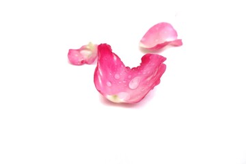 Blurred a group of sweet pink rose corollas with droplets on white isolated background with copy space 
