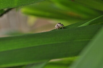 Jumping Spider