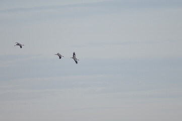 Common cranes Grus grus in flight. Gallocanta Lagoon Natural Reserve. Aragon. Spain.