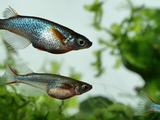 Schöne Oryzias woworae im Aquarium