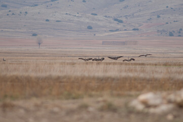 Common cranes Grus grus landing in a meadow. Gallocanta Lagoon Natural Reserve. Aragon. Spain.