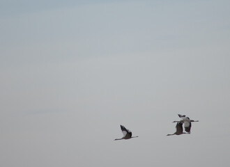 Common cranes Grus grus in flight. Gallocanta Lagoon Natural Reserve. Aragon. Spain.