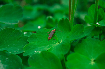 insect on a leaf