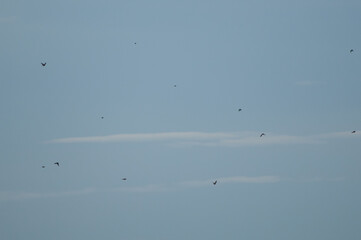 Flock of birds in flight in the Gallocanta Lagoon Natural Reserve. Aragon. Spain.