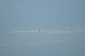 Flock of birds in flight in the Gallocanta Lagoon Natural Reserve. Aragon. Spain.