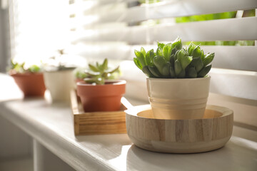 Windowsill with beautiful succulent plants indoors, focus on echeveria