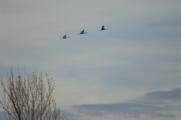 Common cranes Grus grus in flight. Gallocanta Lagoon Natural Reserve. Aragon. Spain.