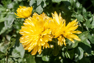 Florist's Daisy (Chrysanthemum morifolium) in garden