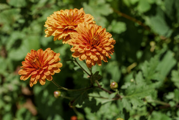 Florist's Daisy (Chrysanthemum morifolium) in garden