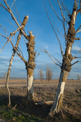 Trees in a plain. Gallocanta Lagoon Natural Reserve. Aragon. Spain.