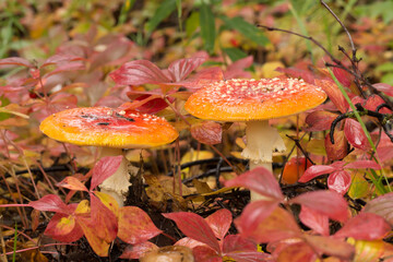 Two Fly agaric (Amanita muscaria) mushrooms growing on the forest floor near Tlkeetna, Alaska
