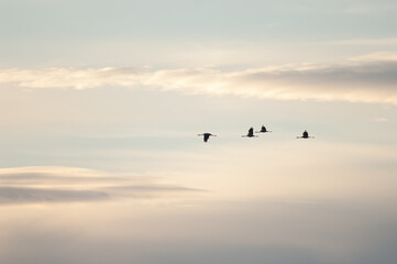 Obraz premium Common cranes Grus grus in flight at sunset. Gallocanta Lagoon Natural Reserve. Aragon. Spain.