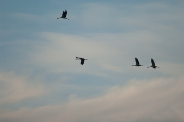 Fototapeta premium Common cranes Grus grus in flight. Gallocanta Lagoon Natural Reserve. Aragon. Spain.