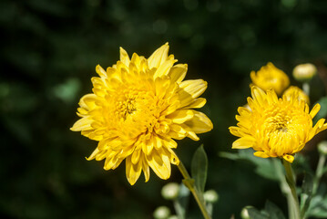 Florist's Daisy (Chrysanthemum morifolium) in garden