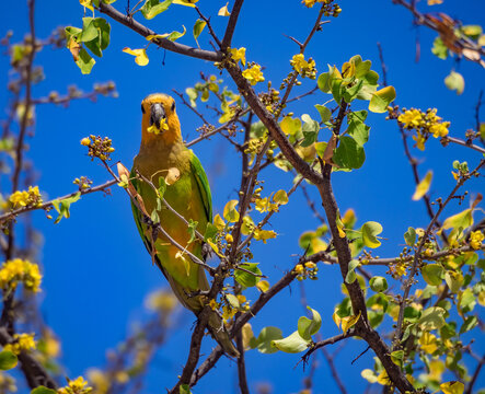 Tropical birds in the trees in Curacao 